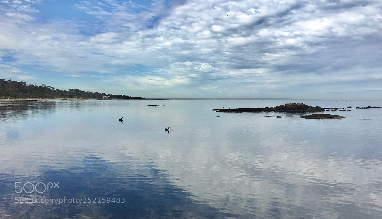 Apple iPhone 6s sample photo. Swans photography