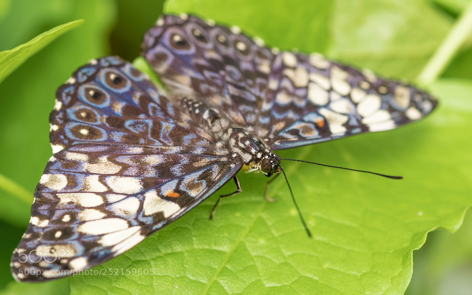 Nikon D5300 sample photo. Blue cracker photography