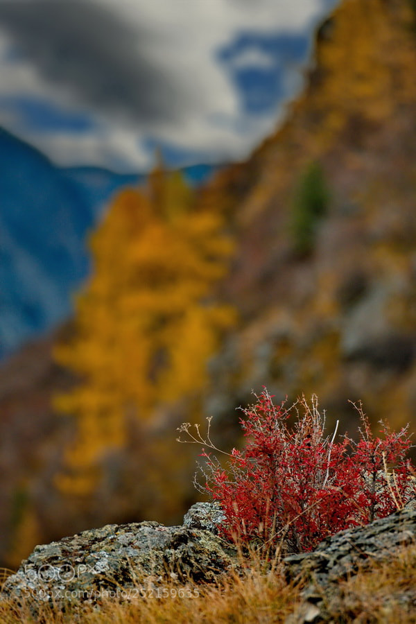 Fujifilm X-T1 sample photo. Russia, mountain altai. photography