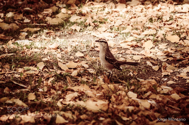 Nikon D90 sample photo. Otoño photography