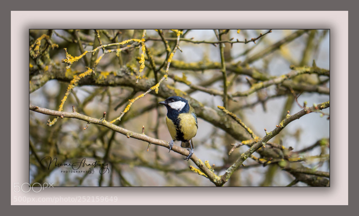 Panasonic Lumix DMC-GX8 sample photo. Great tit photography