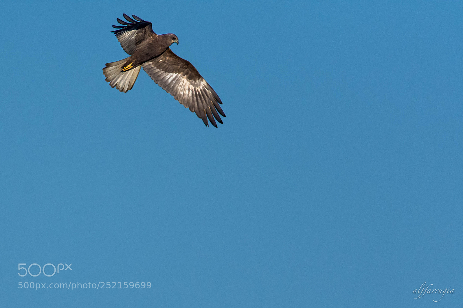 Nikon D7200 sample photo. Montagu's harrier photography