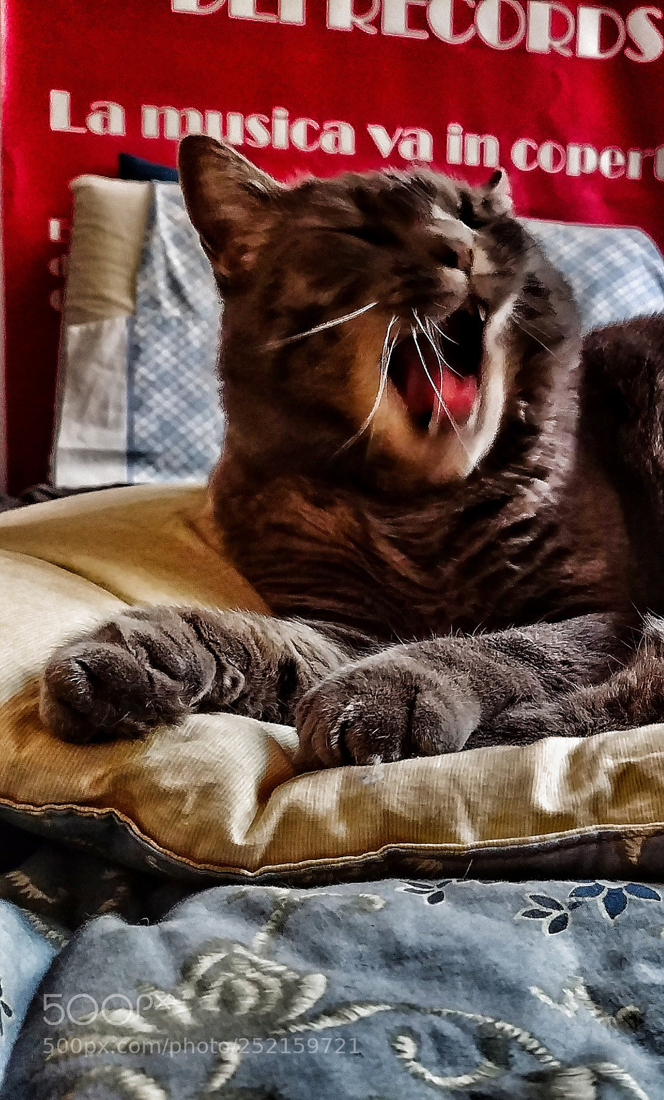 LG G6 sample photo. Wild cat photography