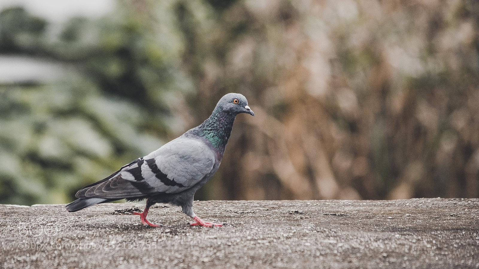 Nikon D7100 sample photo. Pigeon photography