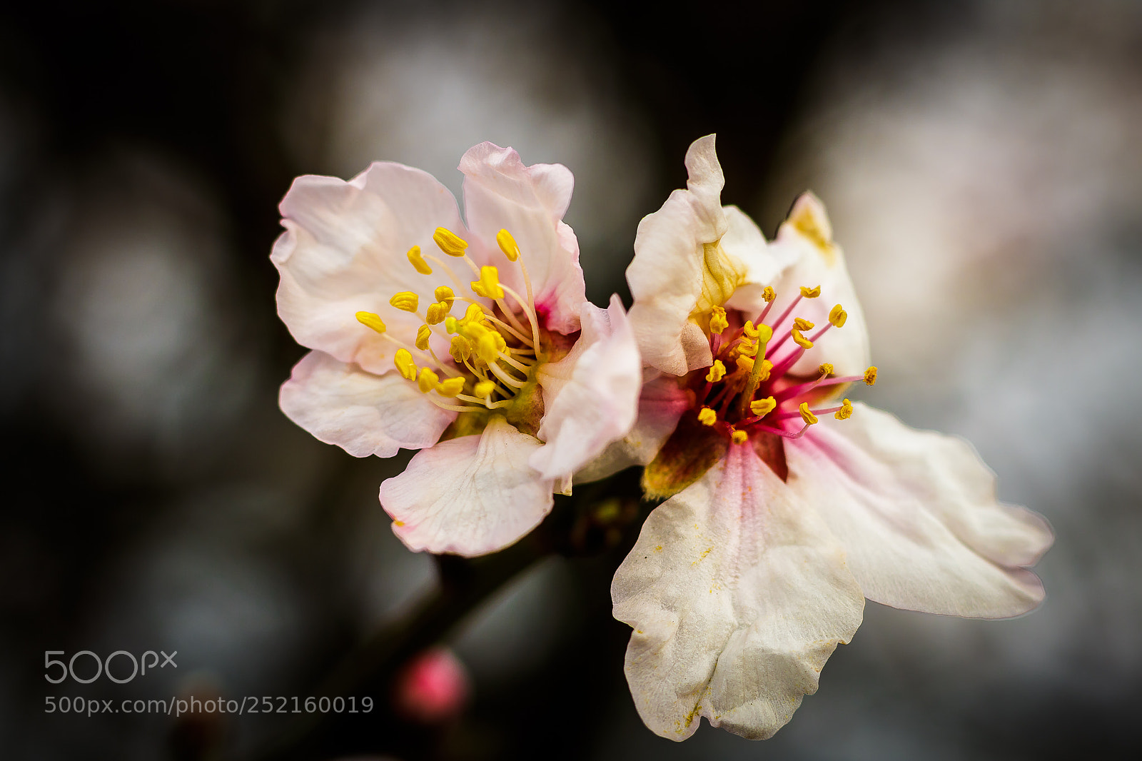 Canon EOS 760D (EOS Rebel T6s / EOS 8000D) sample photo. Dry the almond flower photography