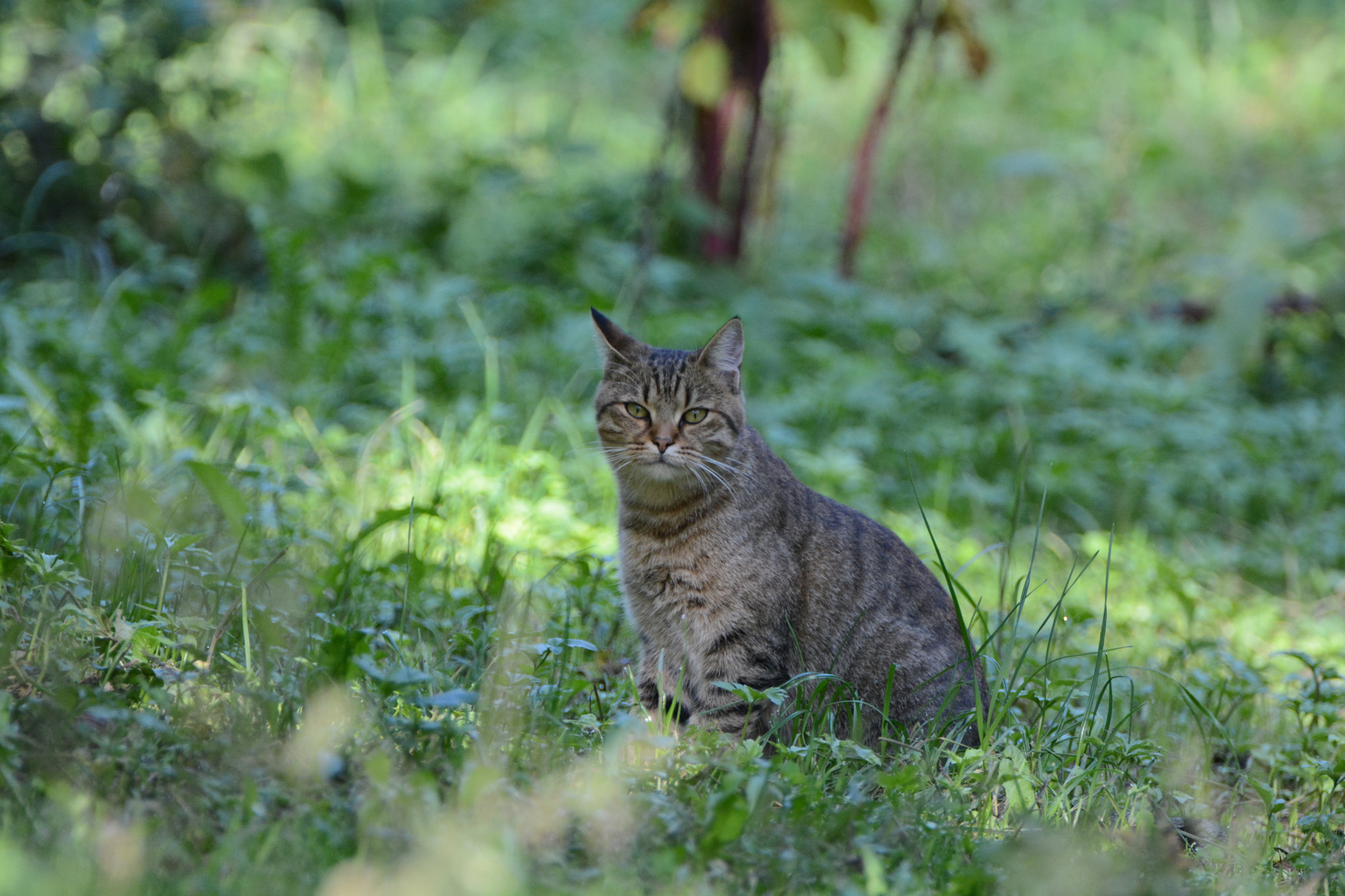 Nikon D5200 sample photo. Wild cat photography