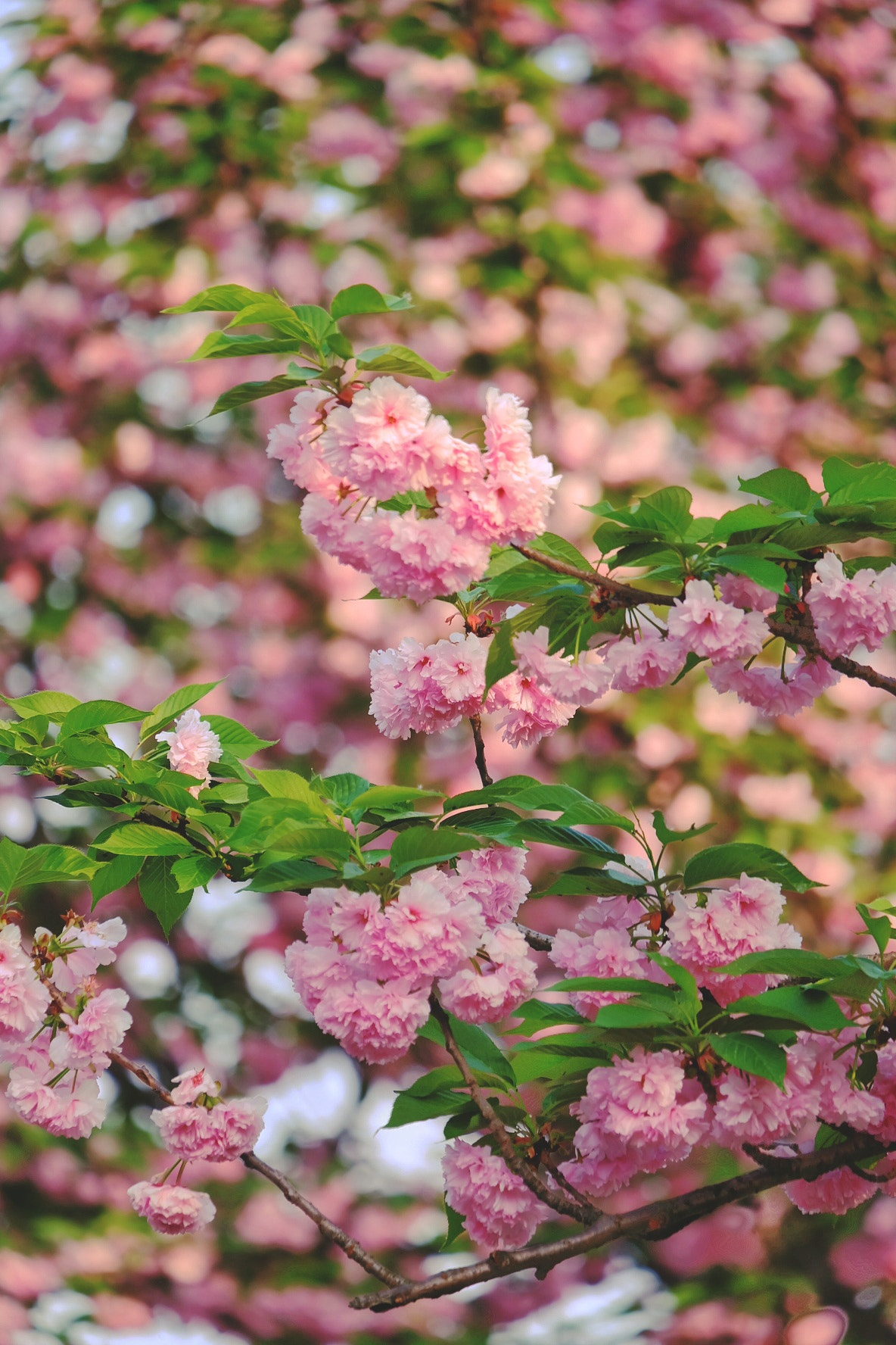 Fujifilm X-A2 sample photo. 城南樱花 photography