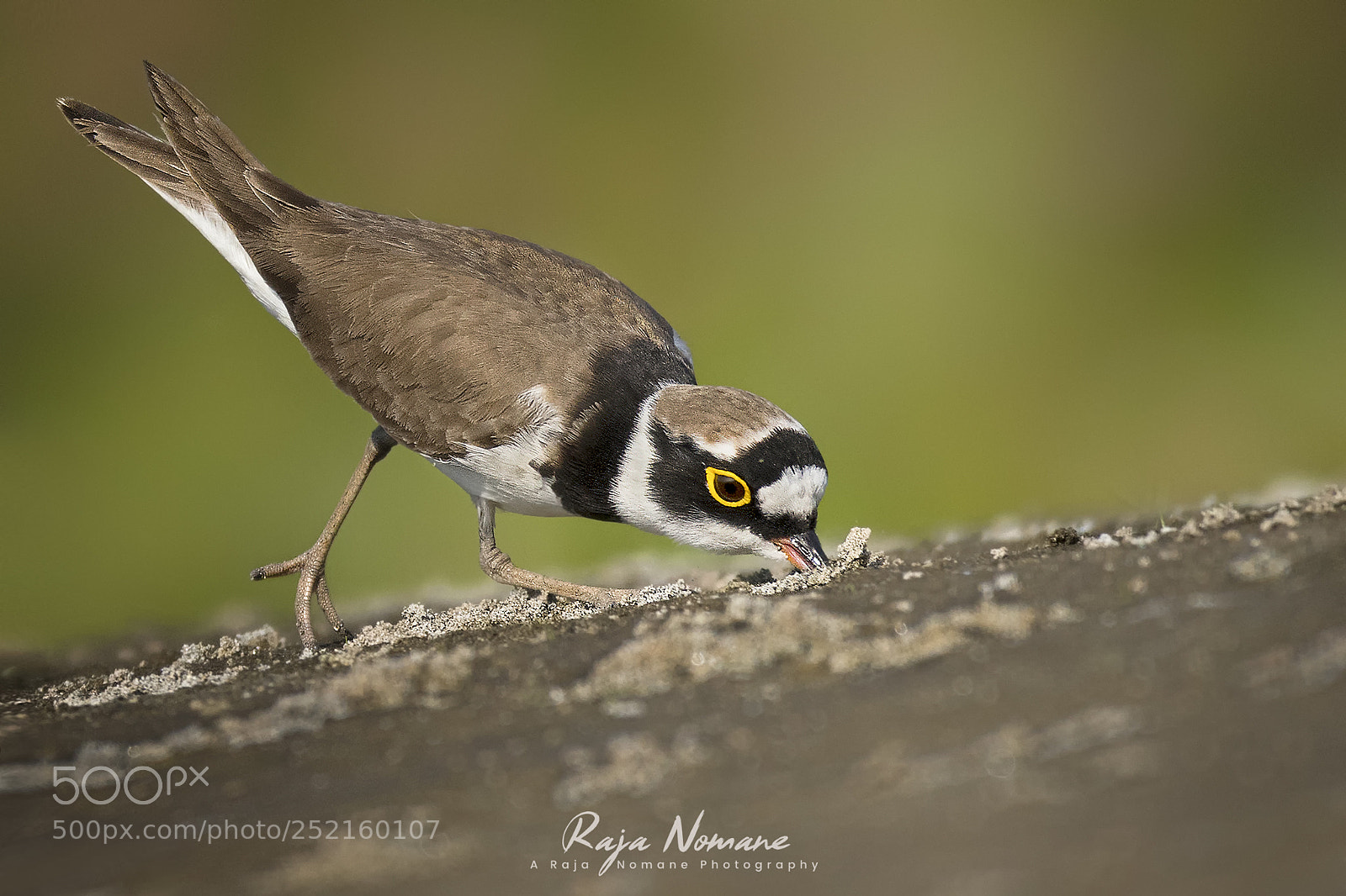Nikon D500 sample photo. Plover in action photography