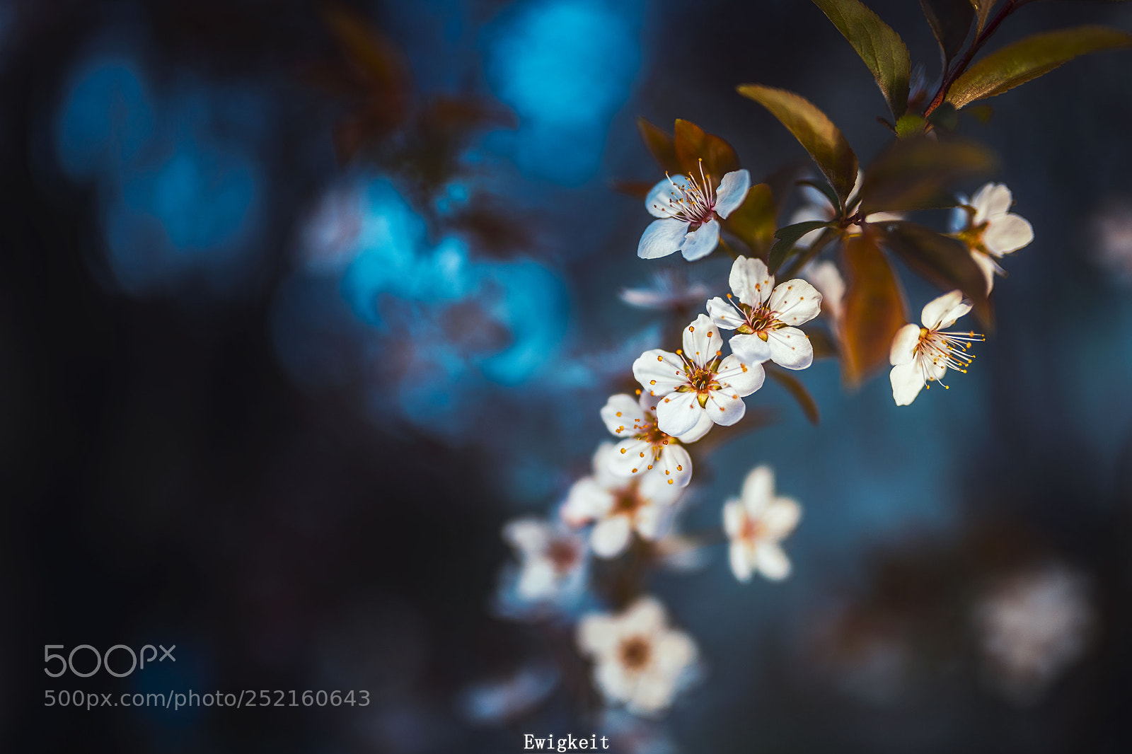 Nikon D850 sample photo. Cherry blossom photography