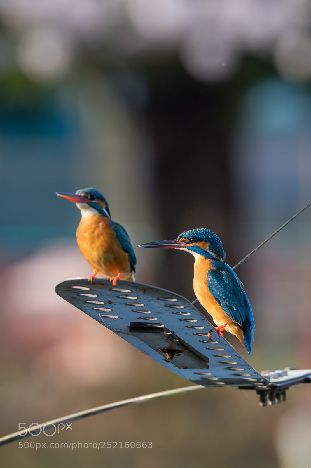 Canon EOS 5D Mark IV sample photo. Spring photography
