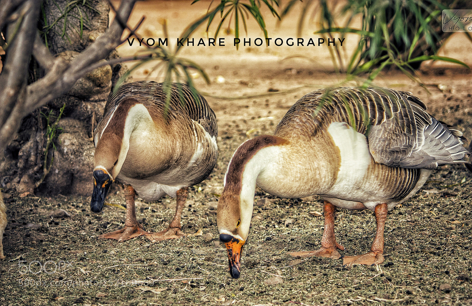 Canon EOS 600D (Rebel EOS T3i / EOS Kiss X5) sample photo. Goose photography