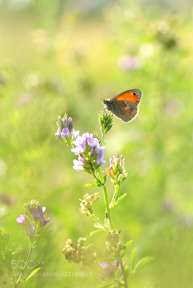 Canon EOS 700D (EOS Rebel T5i / EOS Kiss X7i) sample photo. Sommer photography