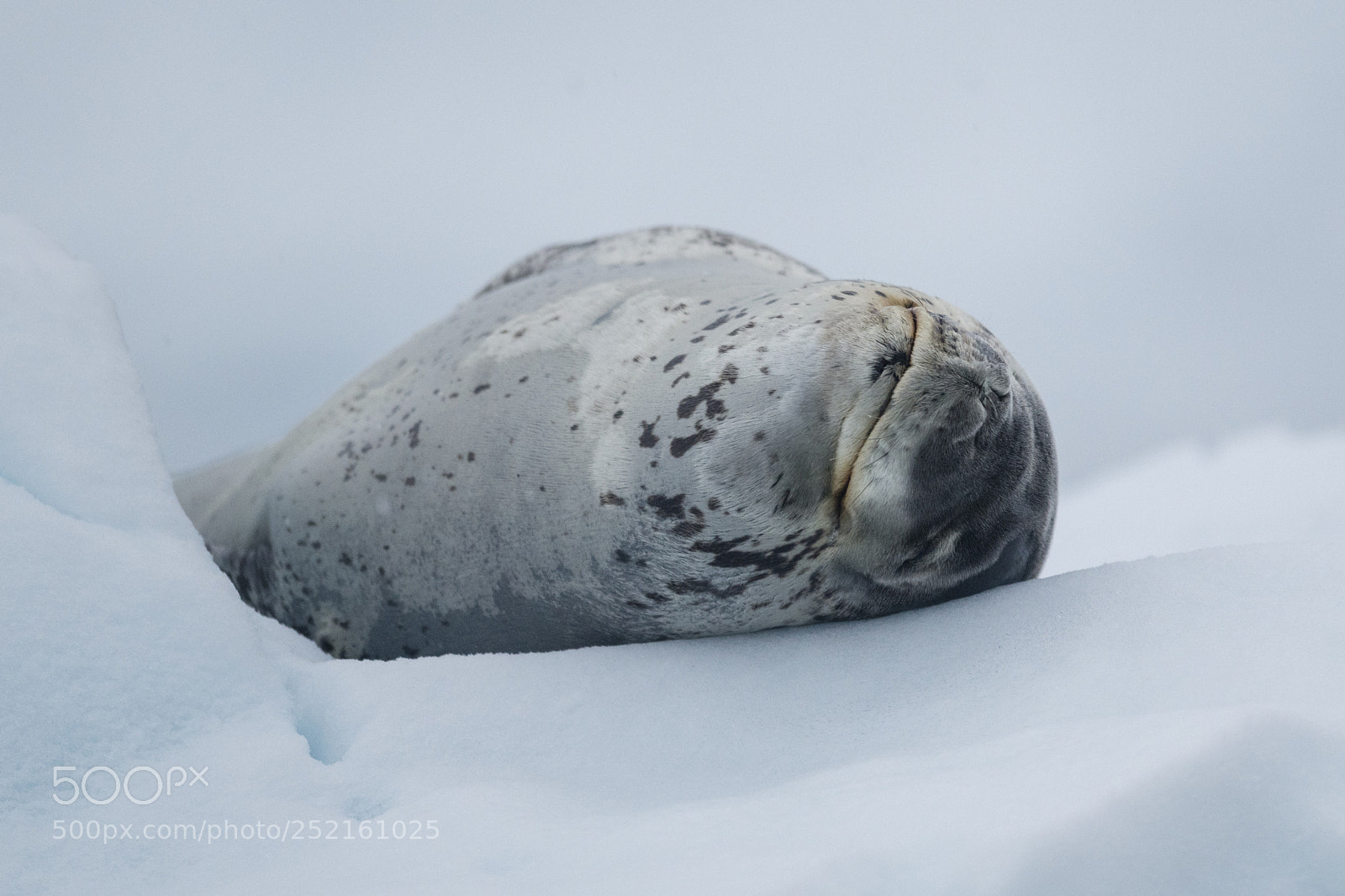 Nikon D850 sample photo. Leopard seal, the antarctic. photography