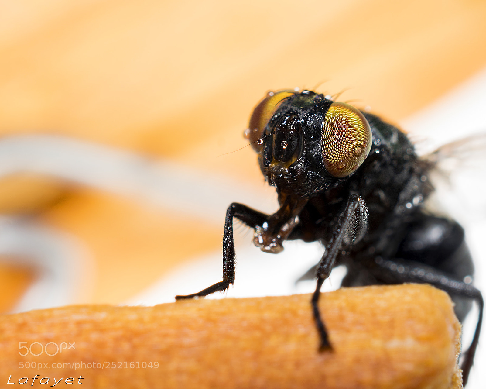 Nikon D3300 sample photo. Domestic fly photography