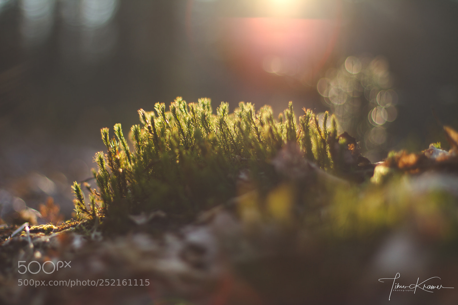 Canon EOS 7D sample photo. The little things in photography