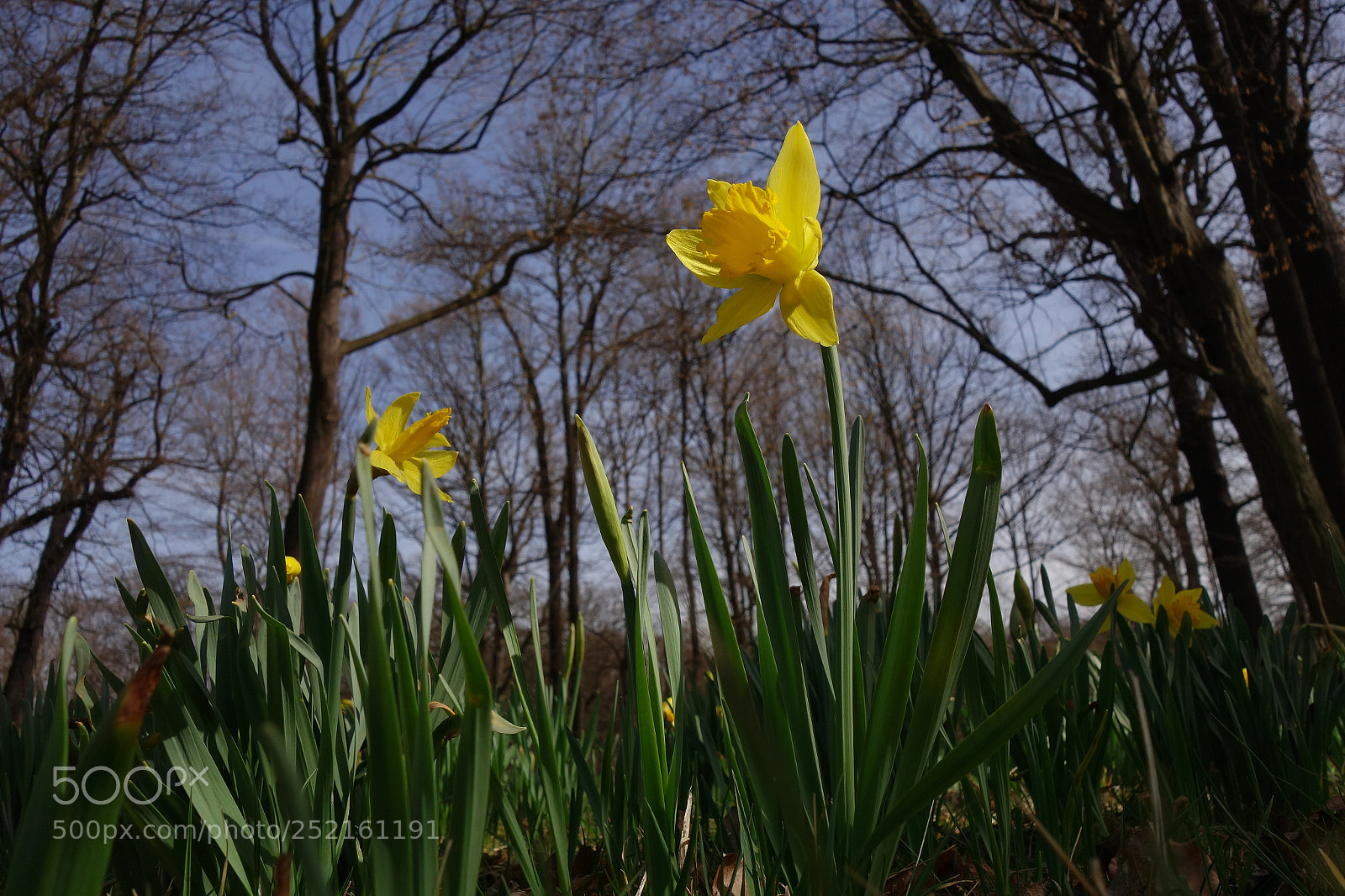 Sony Cyber-shot DSC-RX100 II sample photo. Fr hling im gro photography