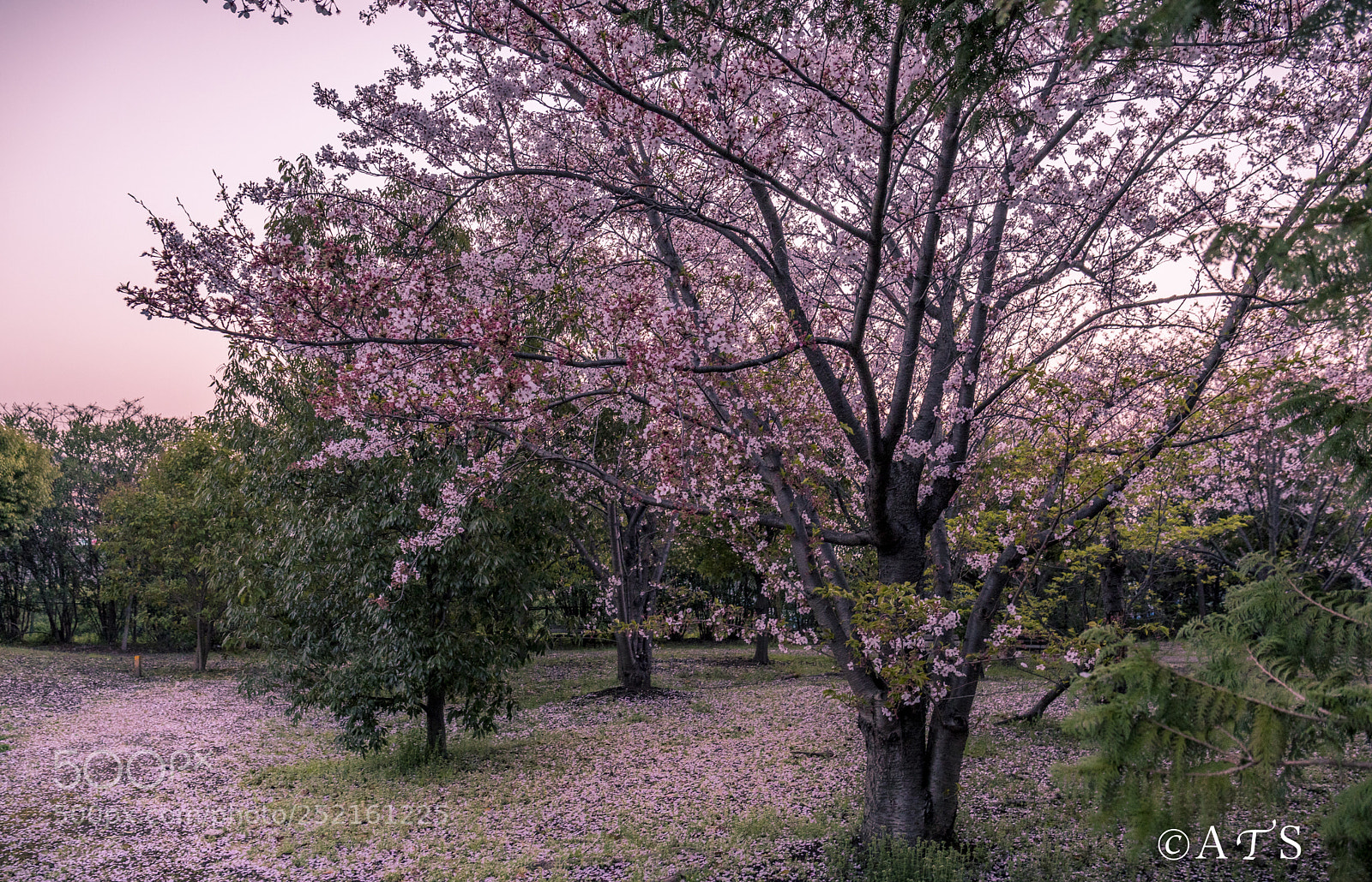 Canon EOS 5D Mark IV sample photo. Cherry blossoms photography
