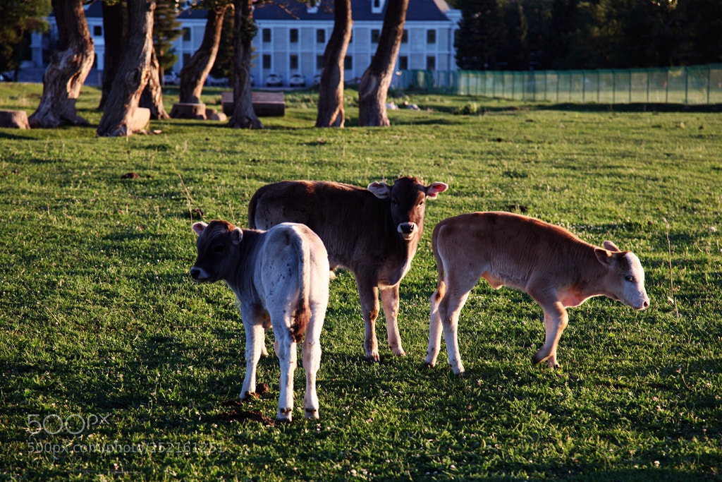 Canon EF 24-105mm F4L IS USM sample photo. Img photography
