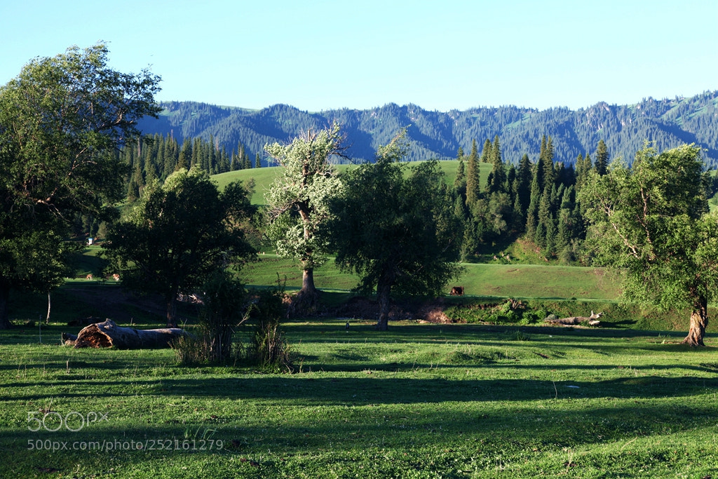 Canon EF 24-105mm F4L IS USM sample photo. Img photography