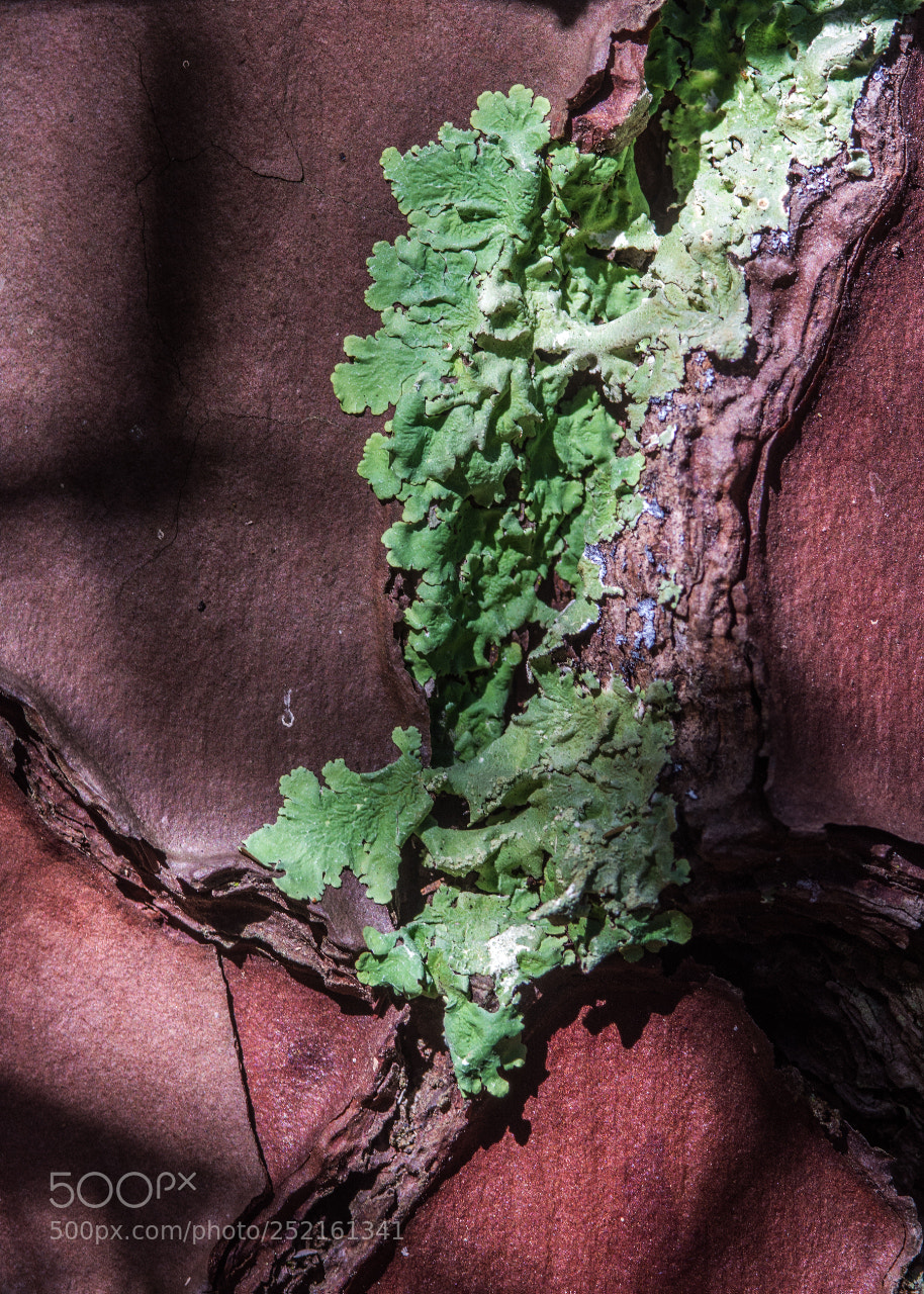 Nikon D7200 sample photo. Lichen on bark photography