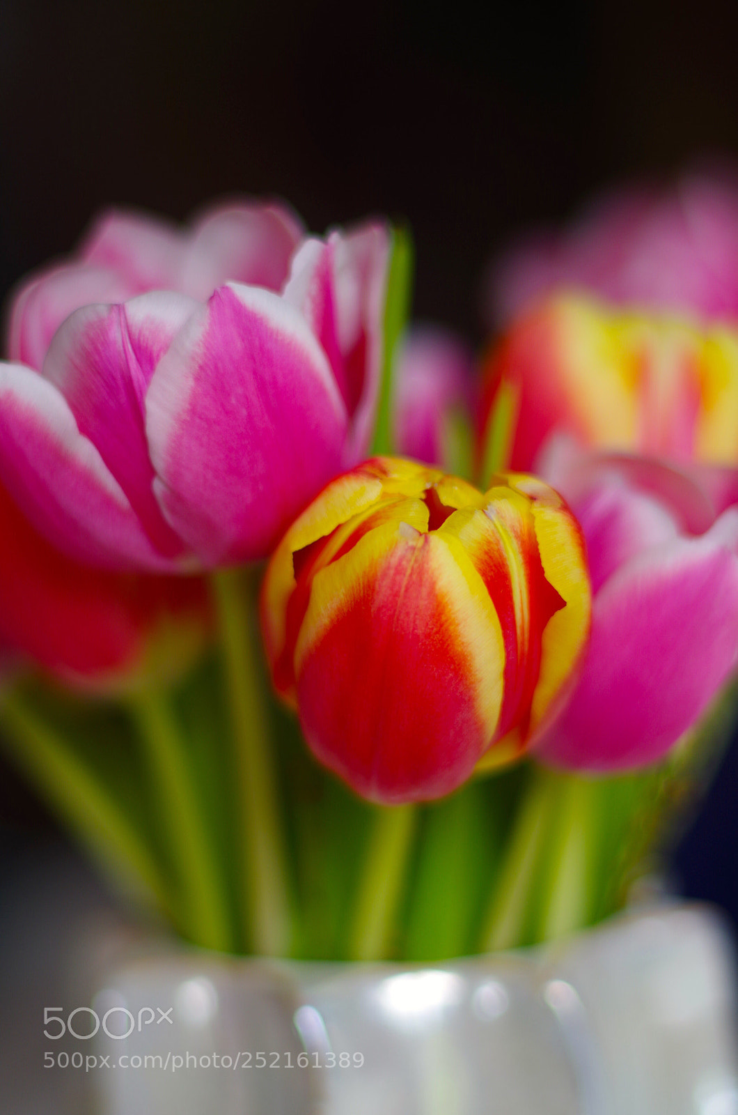 Pentax K-50 sample photo. Tulips photography