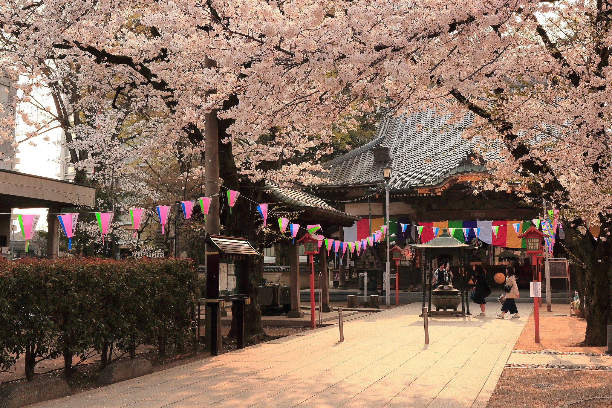 Canon EF-S 24mm F2.8 STM sample photo. The temple beyond the cherry blossoms photography