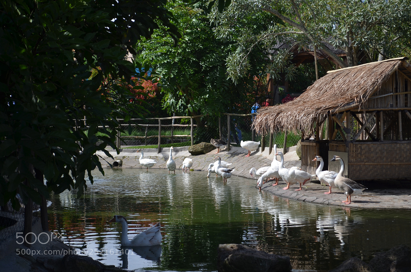 Nikon D5100 sample photo. Swan lake photography