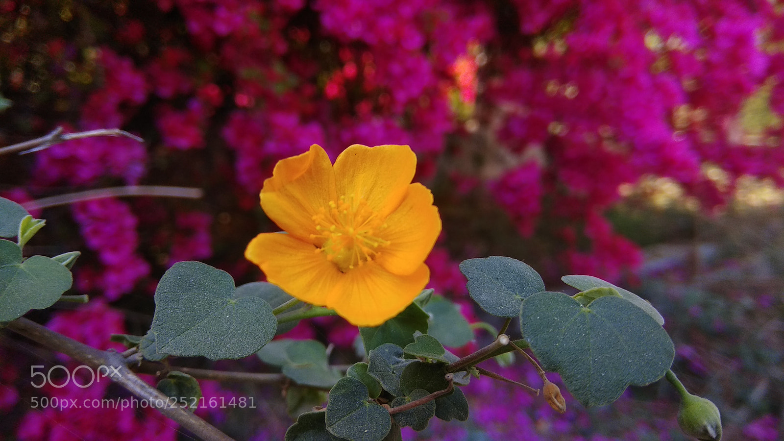 Xiaomi Redmi Note 4 sample photo. Untitled photography