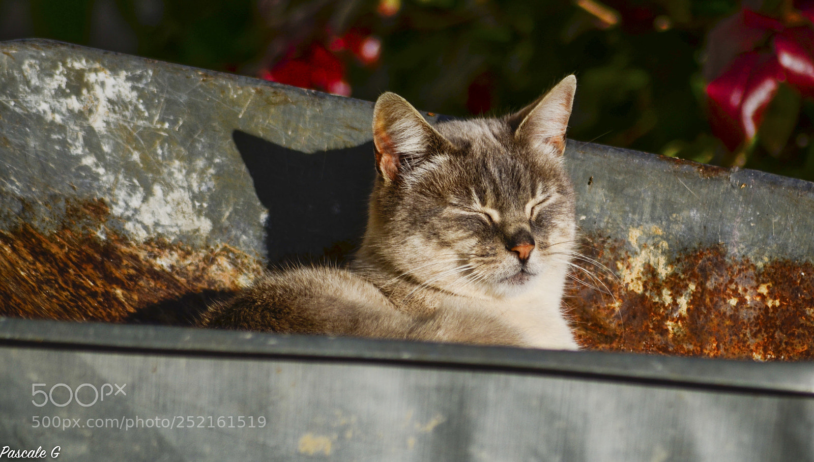 Nikon D5100 sample photo. Sleeping in sun : farine photography
