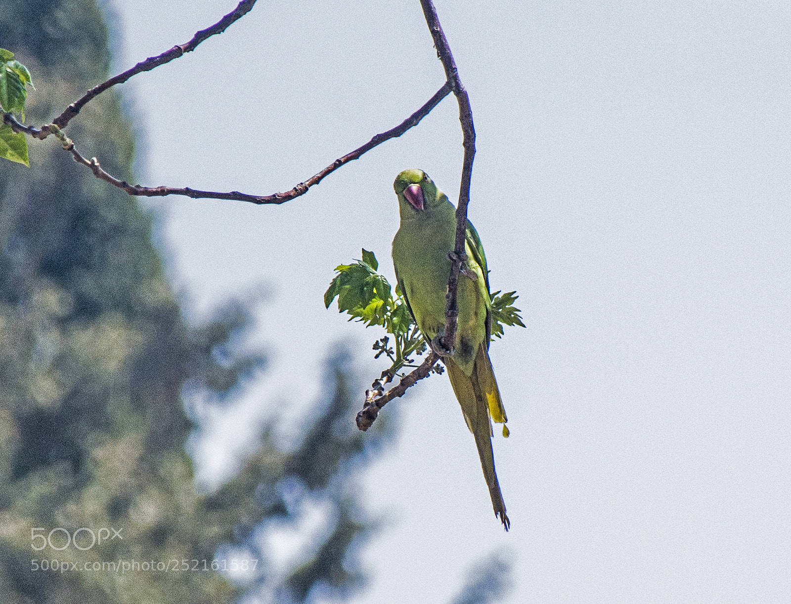 Nikon D7100 sample photo. ** photography