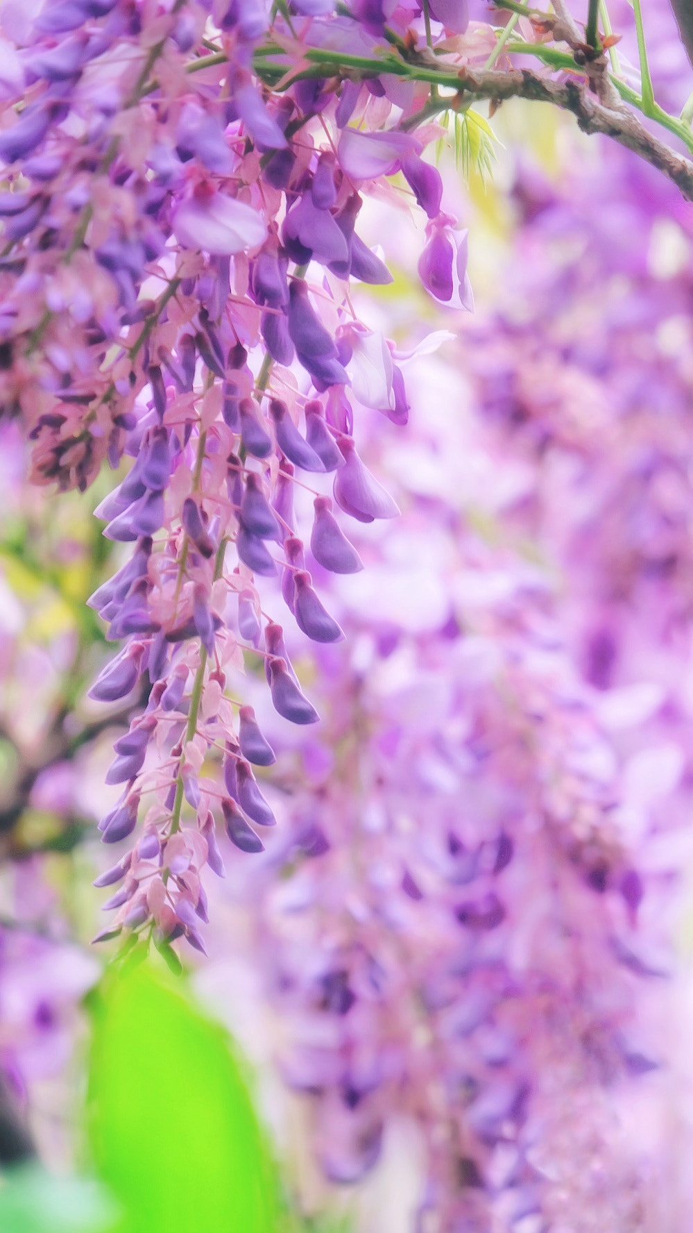 Fujifilm X-A2 sample photo. 紫藤花 photography