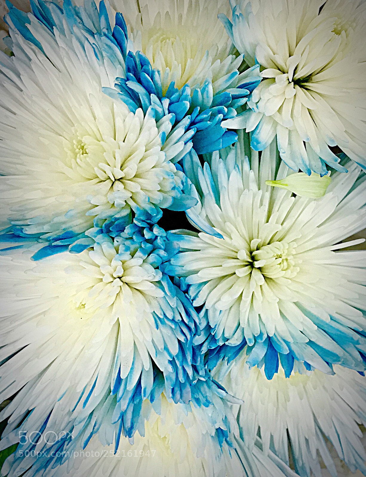 Apple iPhone 7 Plus sample photo. Mums in a mash photography