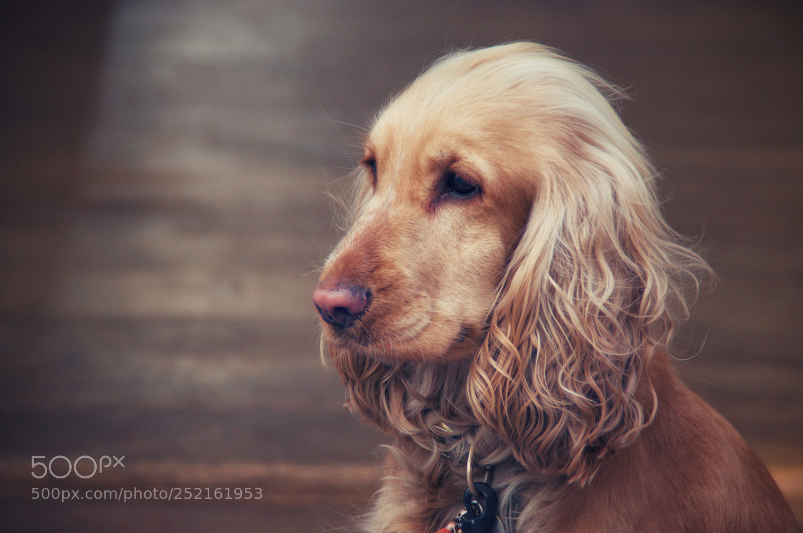 Nikon D5300 sample photo. Poised... photography