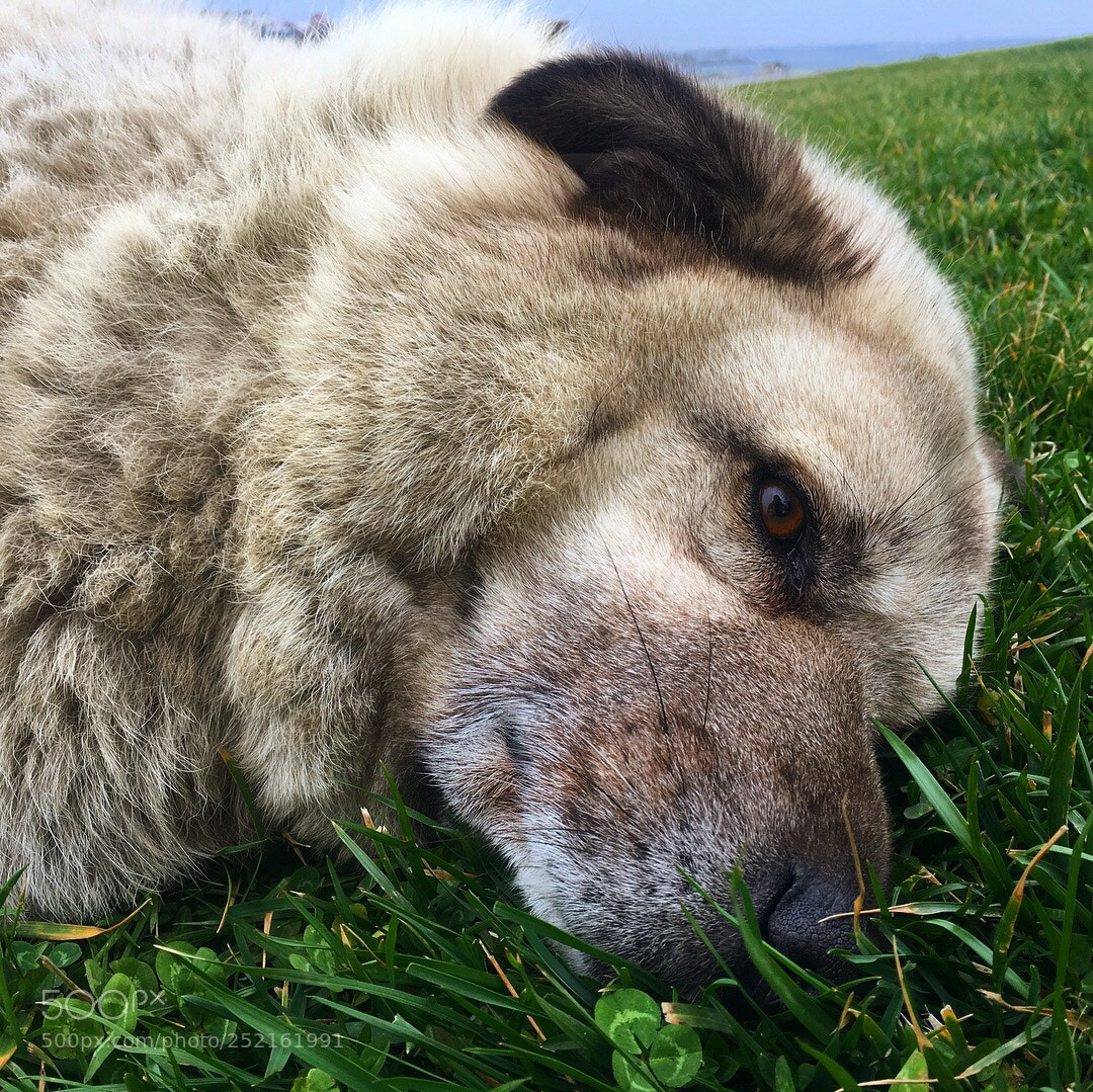 Apple iPhone 6s Plus sample photo. Surrender  photography