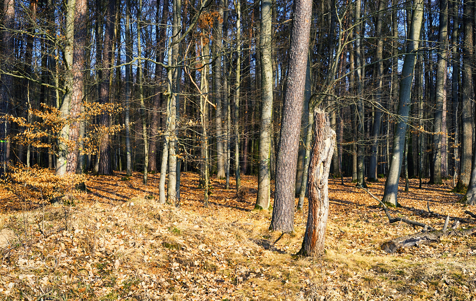 Sony a7 sample photo. View into the deep photography