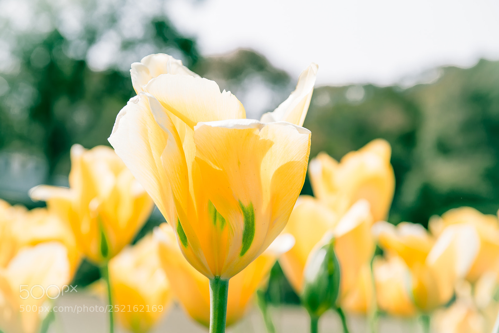 Nikon D800E sample photo. Yellow tulip photography