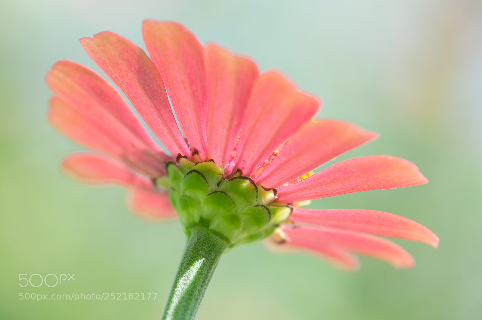 Nikon D300S sample photo. Lovely flower photography