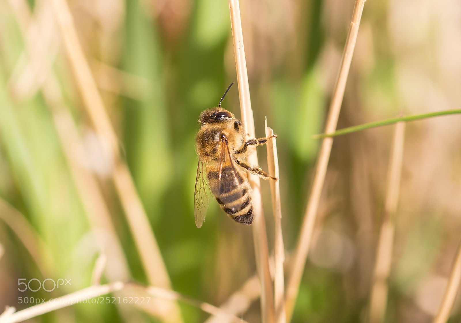 Nikon D500 sample photo. Untitled photography