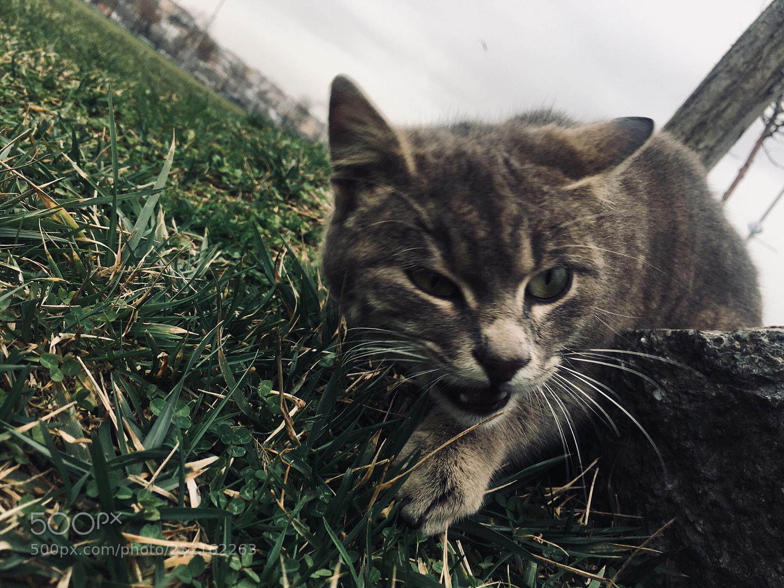 Apple iPhone 6s Plus sample photo. Anger  photography