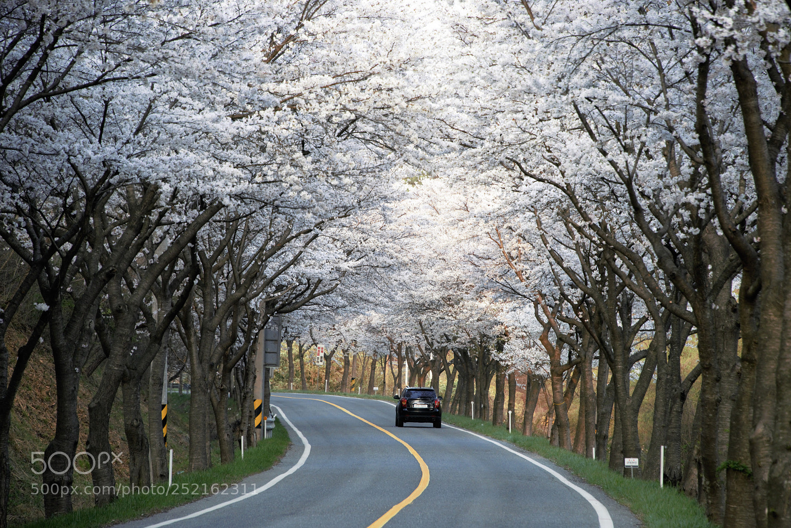 Nikon D810 sample photo. Driving through cherry blossoms photography