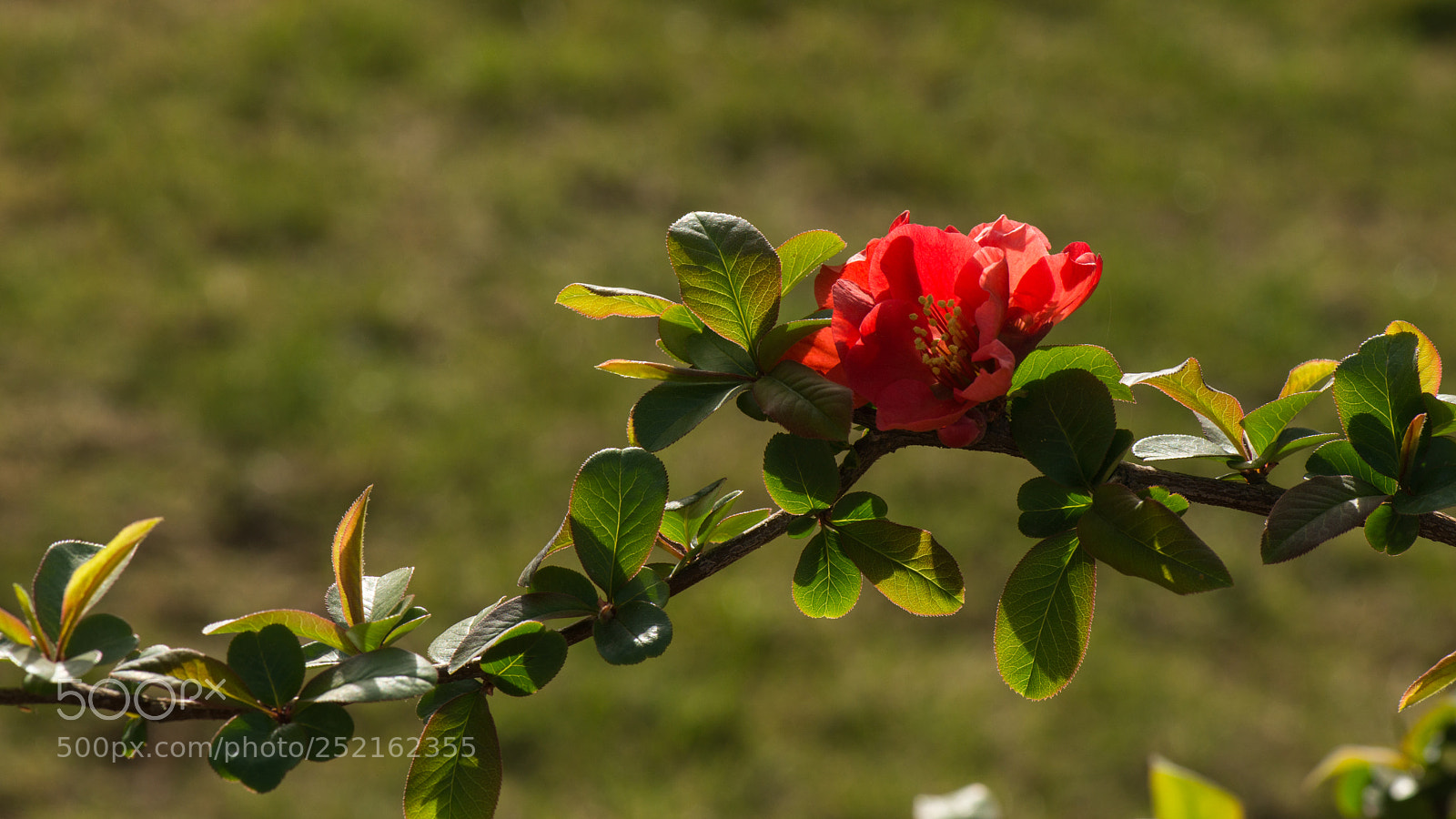 Nikon D800E sample photo. Quince photography