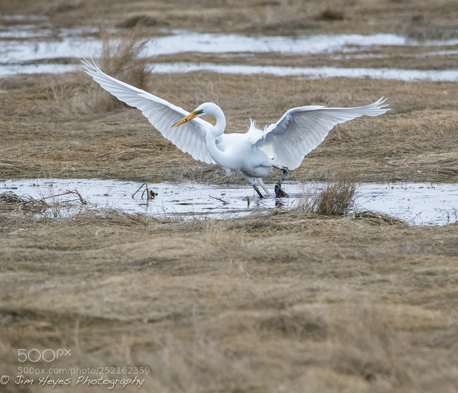 Canon EOS-1D X Mark II sample photo. Snow egret lunch full photography