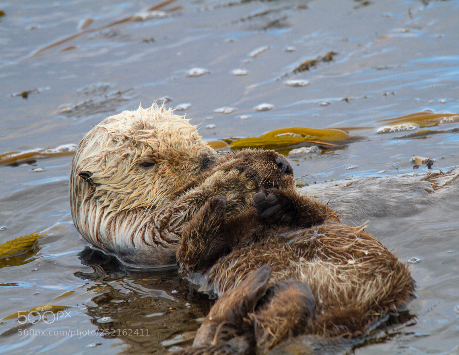 Canon EOS 7D sample photo. Sea otter, mother grooming photography