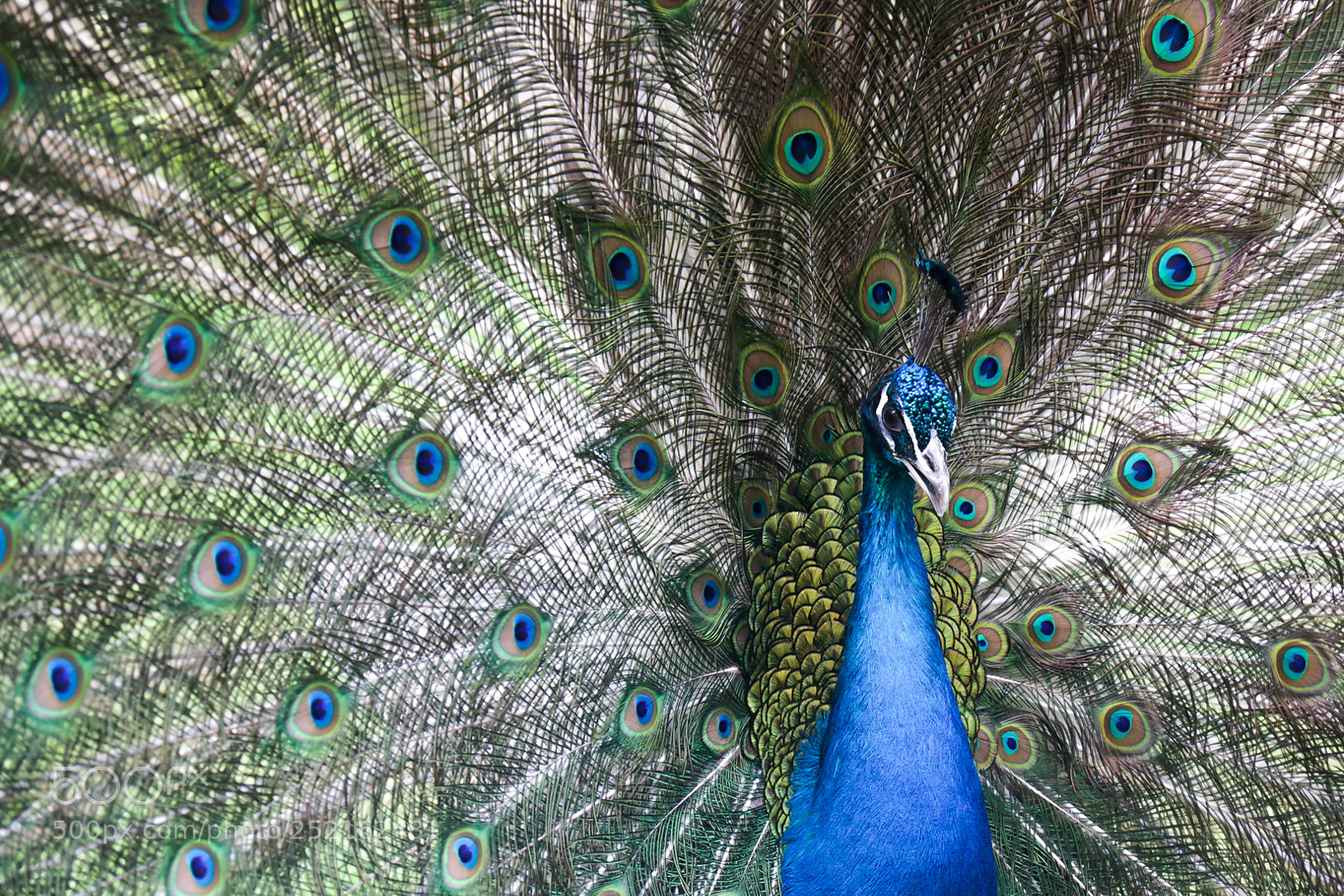 Canon EOS 70D sample photo. Peacock photography
