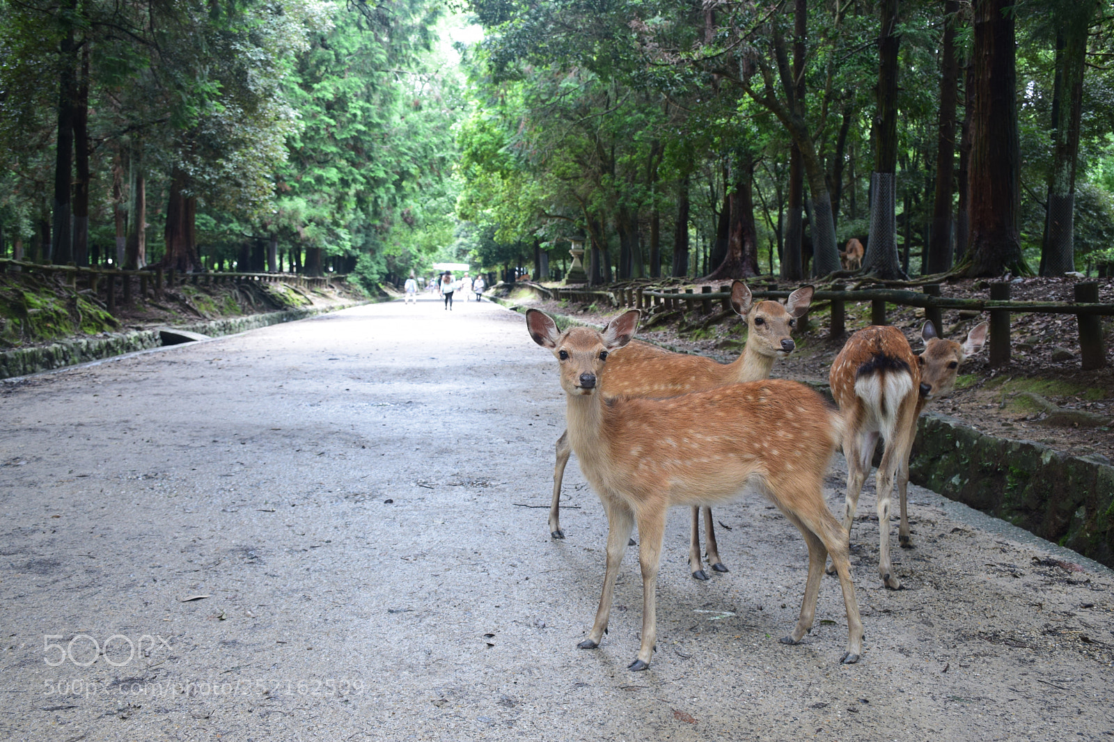 Nikon D5300 sample photo. Nara's deer photography