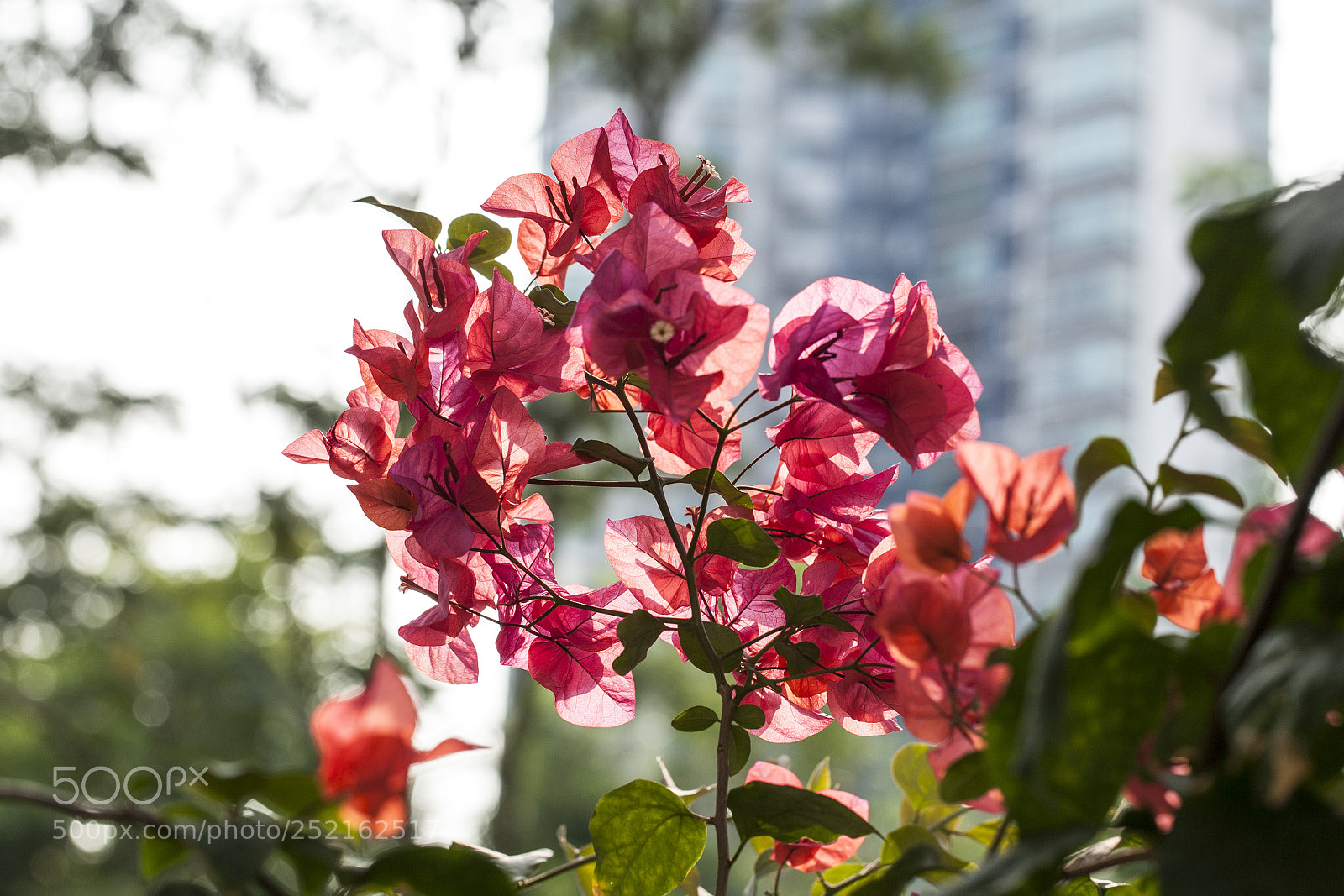 Canon EOS 5D Mark II sample photo. Blooming flowers photography