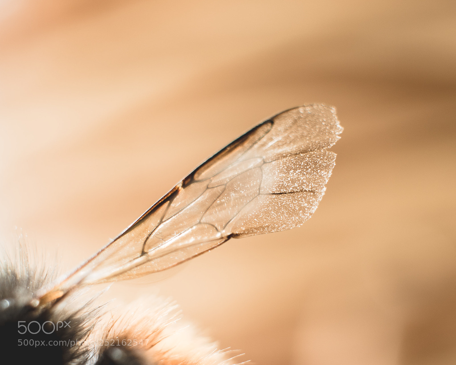 Canon EOS 760D (EOS Rebel T6s / EOS 8000D) sample photo. Come fly with me photography