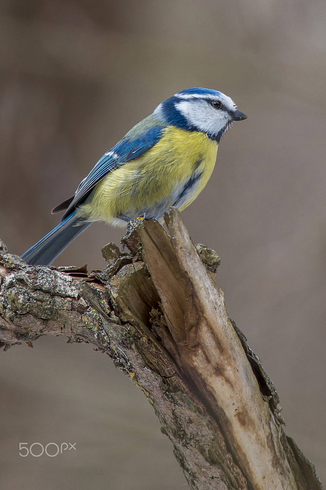 Pentax KP sample photo. Eurasian blue tit photography