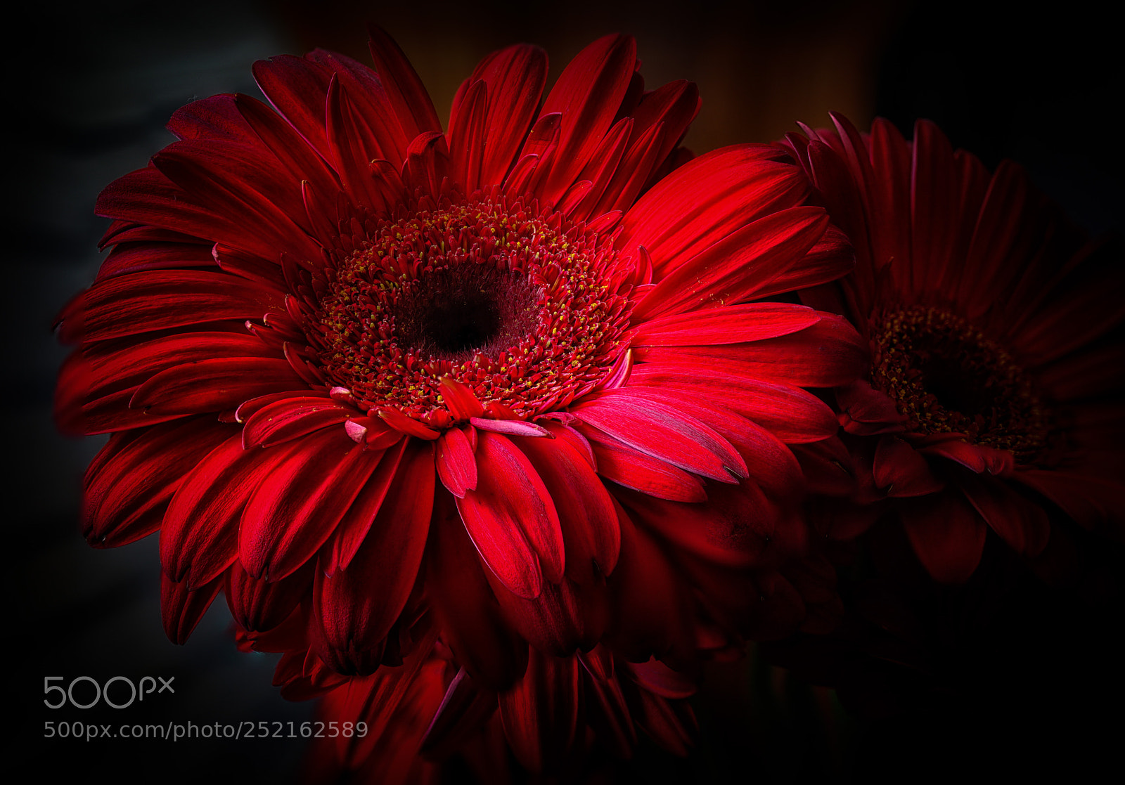 Sony a5100 sample photo. Flowering feeling photography