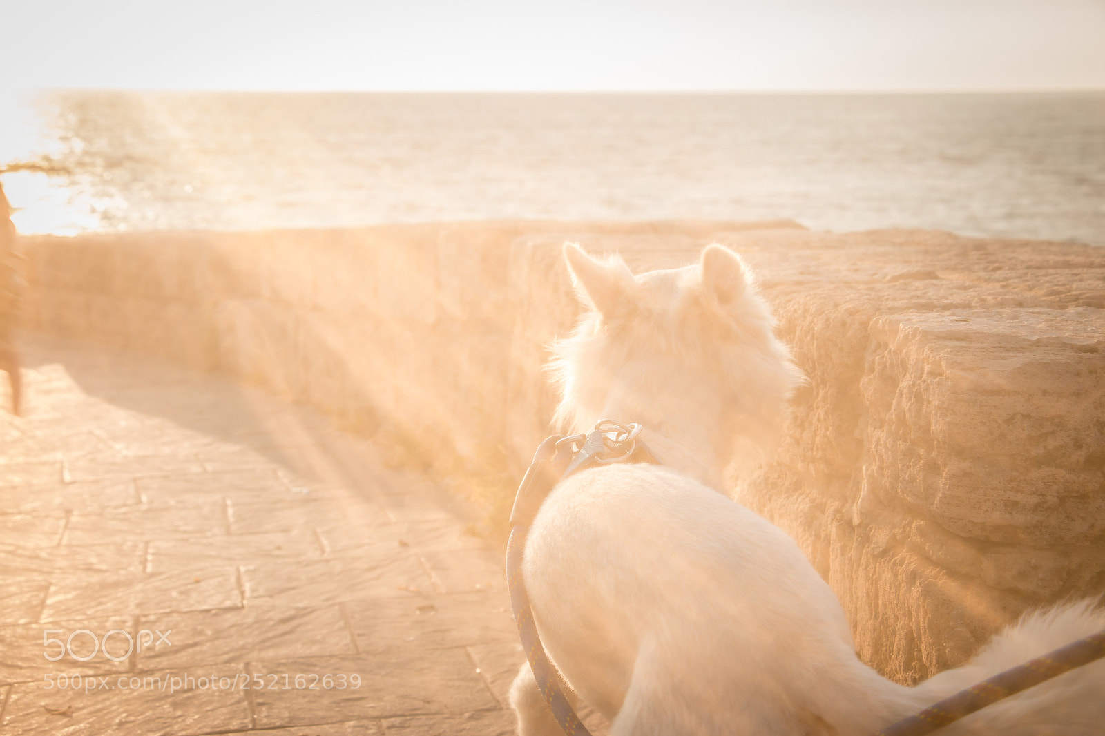 Canon EOS 70D sample photo. Friend photography